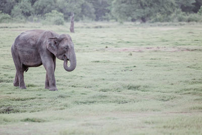 Elephant walking on field