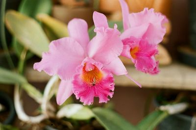 Close-up of pink flowers