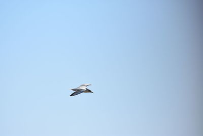 Low angle view of seagull flying