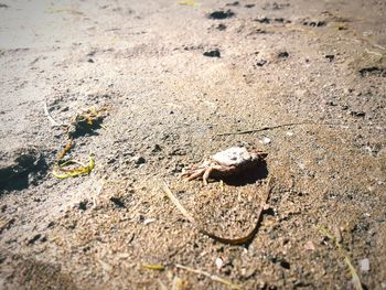 High angle view of insect on sand