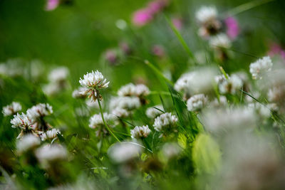 Close-up of plants