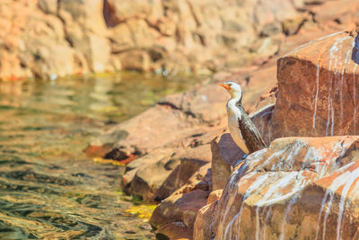 Close-up of snake on rock