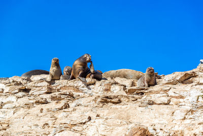 Low angle view of sea lions on rock formation against clear blue sky