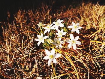 Close-up of white flowering plants on field