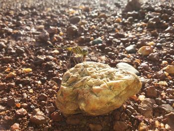 High angle view of crab on rock