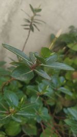 plant part