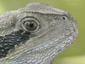 Close-up of lizard