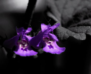 Close-up of purple flowering plant