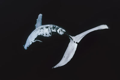 Whale against black background