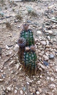 High angle view of butterfly on cactus