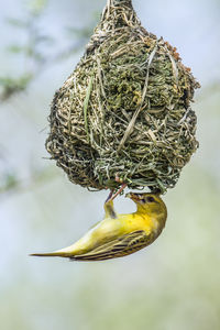 Close-up of bird on nest