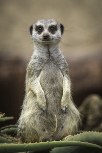 Close-up portrait of meerkat sitting on cactus