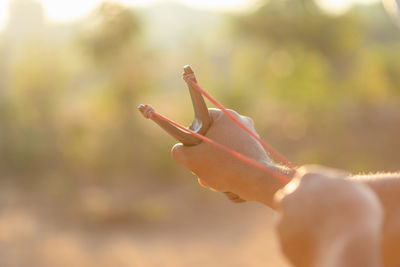 Close-up of hand holding leaf