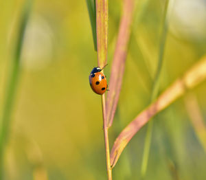 Close-up of ladybug on plant