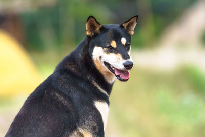 Close-up of dog sticking out tongue outdoors