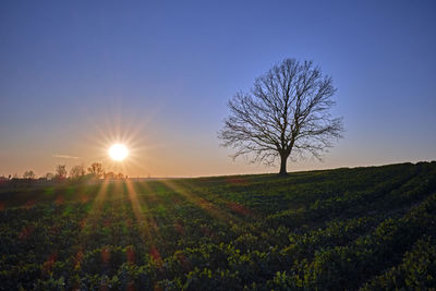 Bare tree on field against sky during sunset