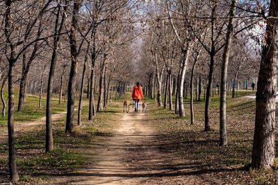 Rear view of woman with dogs walking amidst bare trees in forest