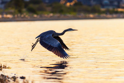 View of a bird flying over lake