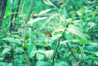 Close-up of bird perching on plant