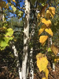 Close-up of yellow leaves on tree trunk