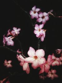 Close-up of pink flowers