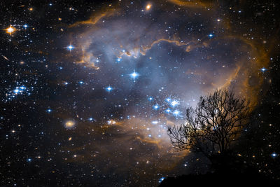 Low angle view of trees against sky at night