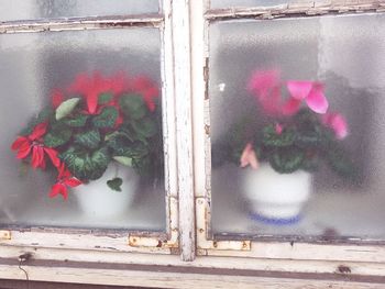 Close-up of red flower on glass window