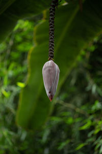 Close-up of leaf hanging on plant