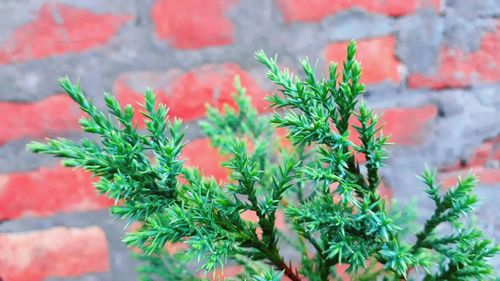 High angle view of potted plants