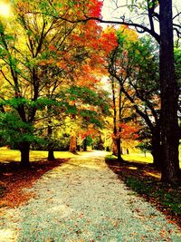 Autumn trees in park