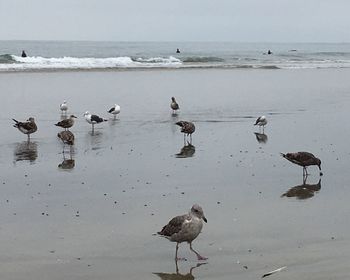 Flock of birds on beach