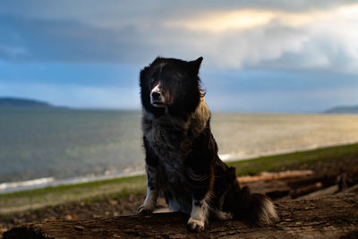 Black dog looking away while sitting on land