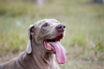 Close-up of weimaraner