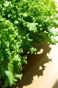 High angle view of green leaves on wood