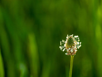 Close-up of white dandelion flower on field