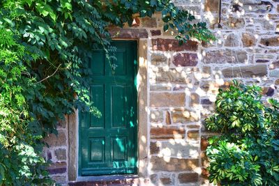 Ivy growing on house