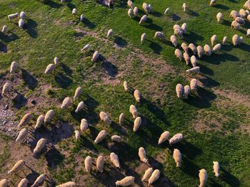 High angle view of sheep on field