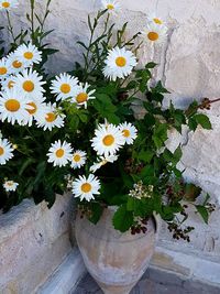 High angle view of white flowers blooming on potted plant