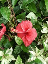 Close-up of red hibiscus blooming outdoors