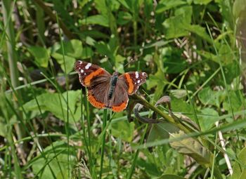 Close-up of butterfly on leaf