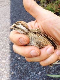 Close-up of hand holding bird