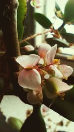 Close-up of flowers