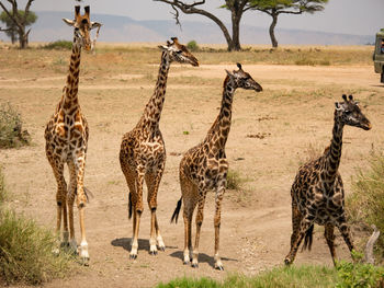 View of animals in zoo