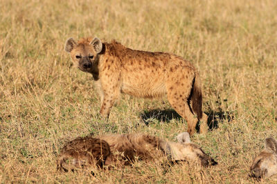 Hyenas relaxing on field