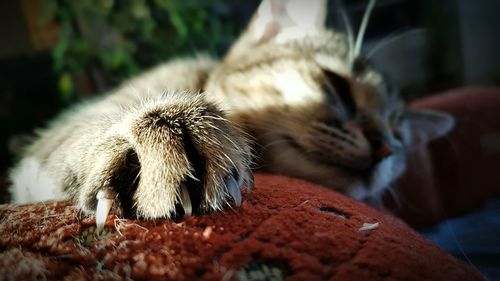 Close-up of cat