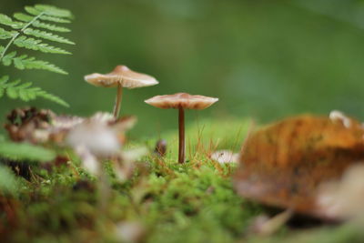 Close-up of mushroom growing on field