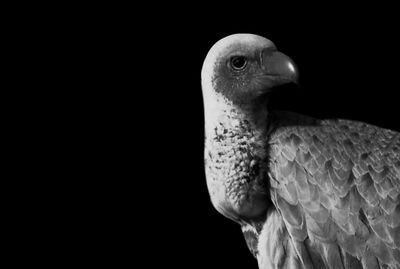 Close-up of eagle against black background