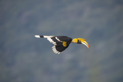 Low angle view of eagle flying