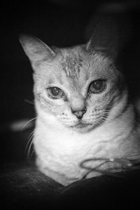 Close-up portrait of cat