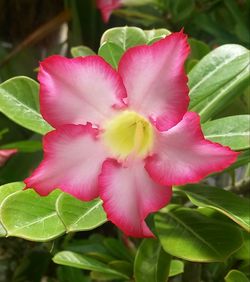 Close-up of pink flower